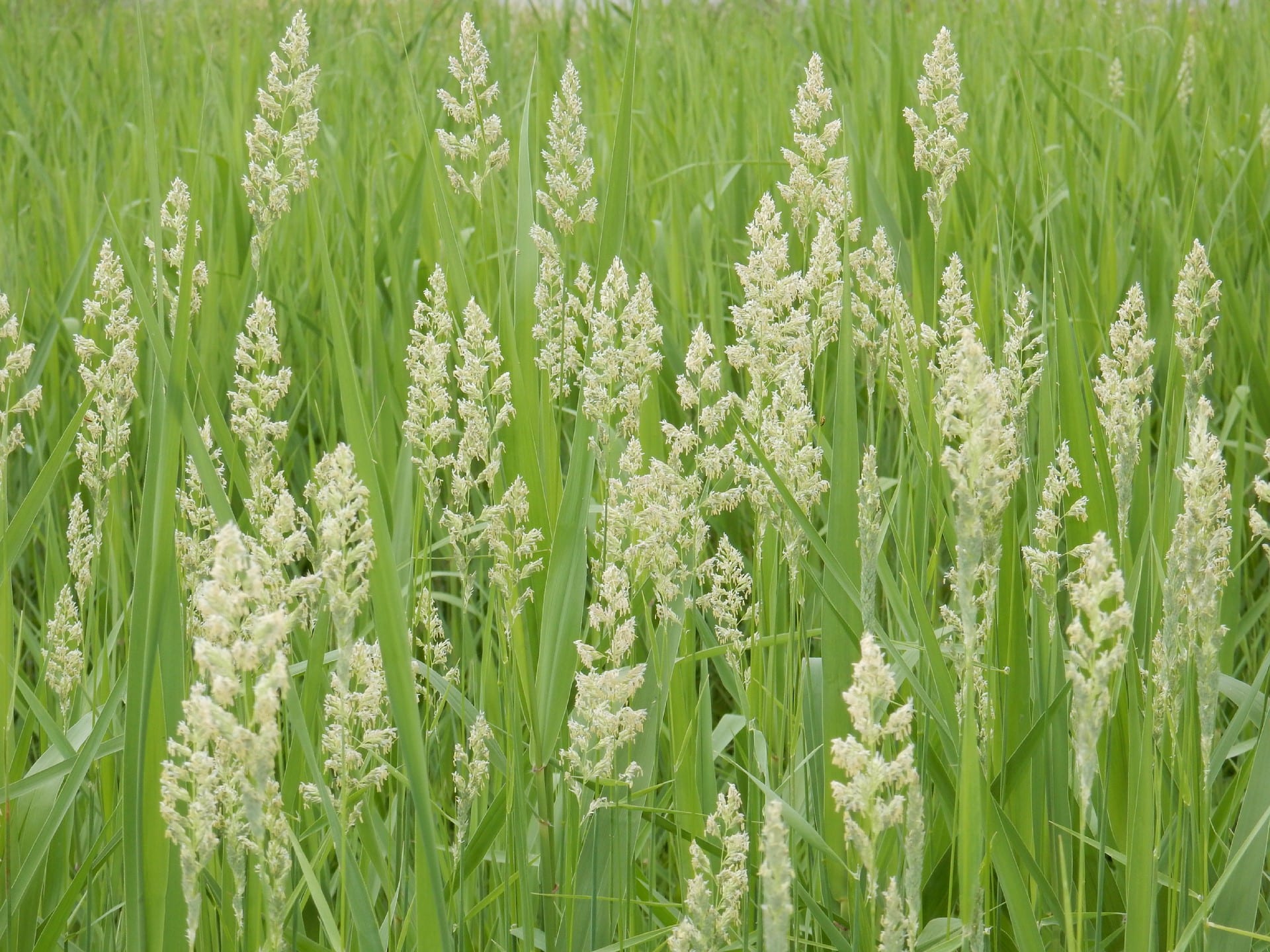 秋なのに花粉症?~リノベでできる花粉症対策~ | 株式会社 BELL WOOD